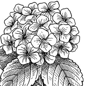 Meet your Posher, Ava